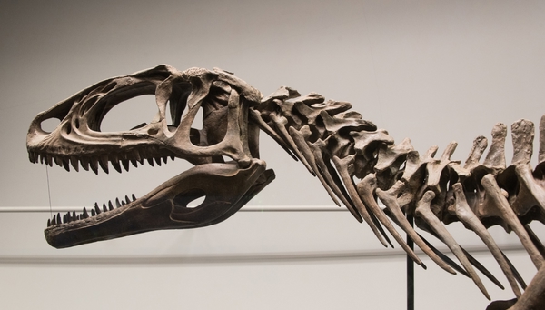 Katsuyama-museo De Los Dinosaurios